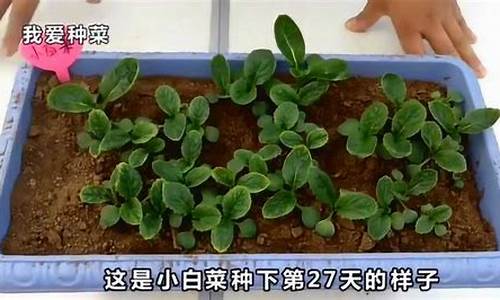 一年四季都可以种植的花有哪些_http://www.zhaochafa.com_林园自然_第1张