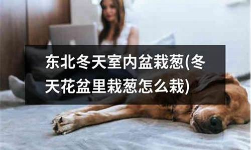 东北冬天室内应该养什么植物好_http://www.zhaochafa.com_林园自然_第1张