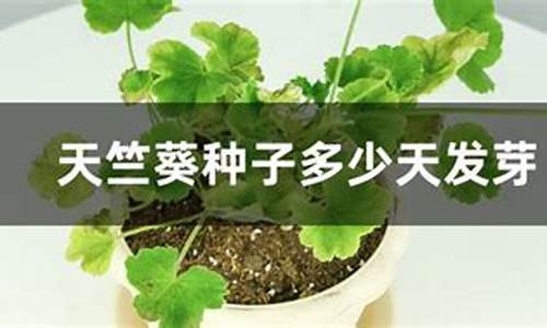 天竺葵种子发芽后的养殖技巧_http://www.zhaochafa.com_林园自然_第1张