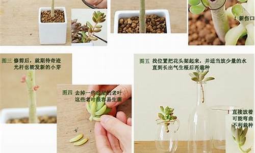 多肉植物水培叶插方法介绍_http://www.zhaochafa.com_林园自然_第1张