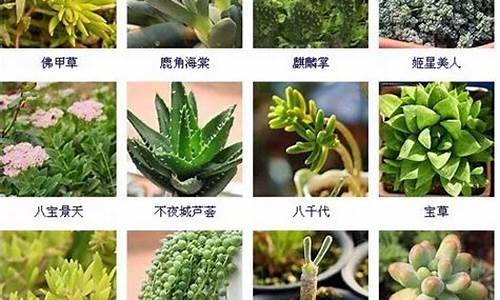 夏型种多肉植物种类有哪些_http://www.zhaochafa.com_林园自然_第1张