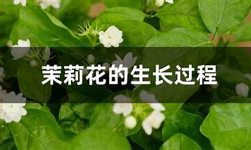 茉莉花的生长周期是怎样_http://www.zhaochafa.com_林园自然_第1张