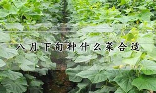 陕西八月下旬可以种大蒜吗_http://www.zhaochafa.com_林园自然_第1张