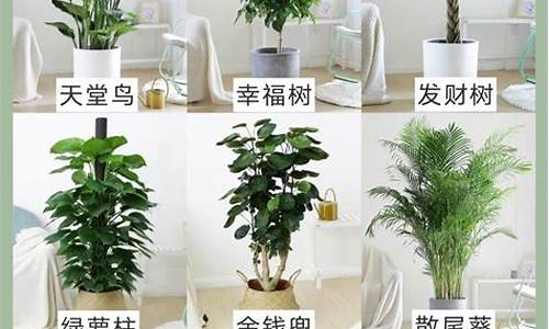 自己家里适合种植什么花_http://www.zhaochafa.com_林园自然_第1张