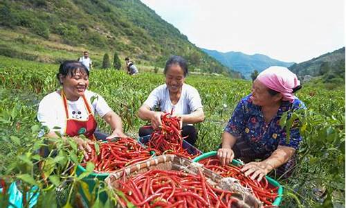 在贵州遵义能种植哪些花_http://www.zhaochafa.com_林园自然_第1张