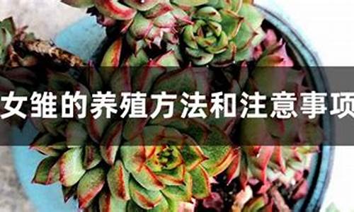 女雏养殖方法_http://www.zhaochafa.com_种植养殖_第1张