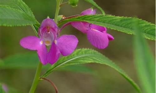 凤仙花养殖方法_http://www.zhaochafa.com_种植养殖_第1张