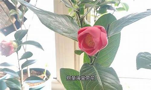 抱茎茶花养殖方法_http://www.zhaochafa.com_种植养殖_第1张