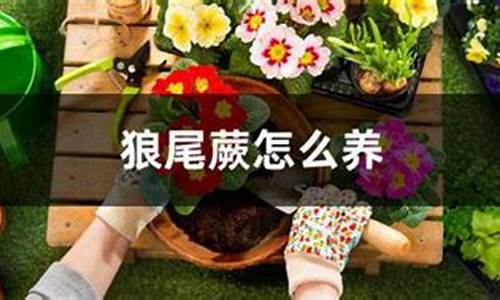 狼的养殖方法_http://www.zhaochafa.com_种植养殖_第1张