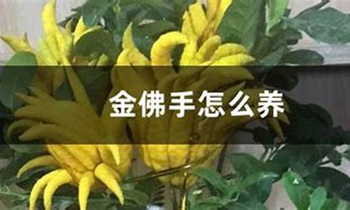 金佛手怎么养才能开花_http://www.zhaochafa.com_农业知识_第1张