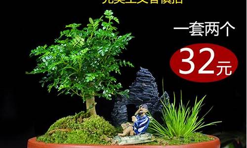 椭圆花盆能种哪些植物_http://www.zhaochafa.com_农业知识_第1张