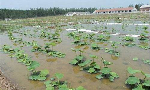 莲藕的种植方法和时间_http://www.zhaochafa.com_农业知识_第1张