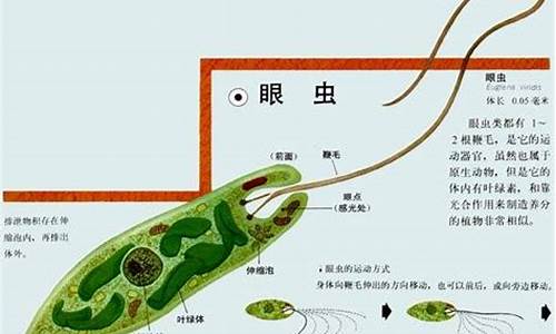 眼虫是植物还是动物_http://www.zhaochafa.com_农业知识_第1张