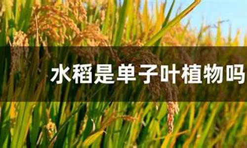 水稻是单子叶植物吗_http://www.zhaochafa.com_农业知识_第1张