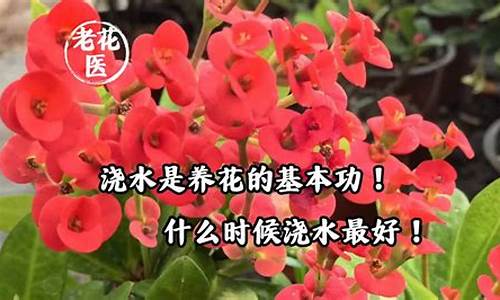 花什么时候浇水最好_http://www.zhaochafa.com_林园自然_第1张