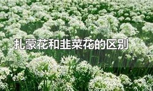 扎蒙花和韭菜花的区别简单介绍_http://www.zhaochafa.com_生活日常_第1张