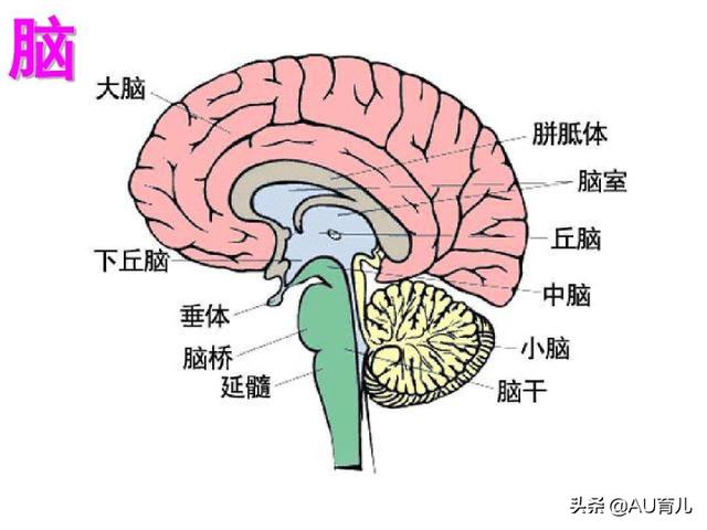 大脑区域划分_http://www.zhaochafa.com_信息发布_第1张