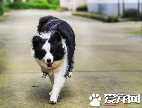 边境牧羊犬要怎么训练_http://www.zhaochafa.com_信息发布_第1张