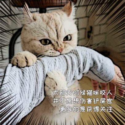 猫为什么会无缘无故咬人_http://www.zhaochafa.com_信息发布_第1张