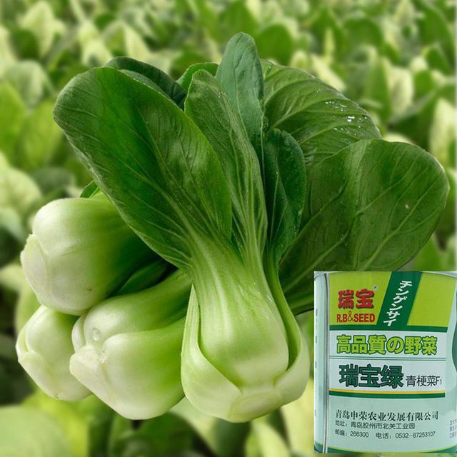 绿色青菜的种植技术_http://www.zhaochafa.com_信息发布_第1张