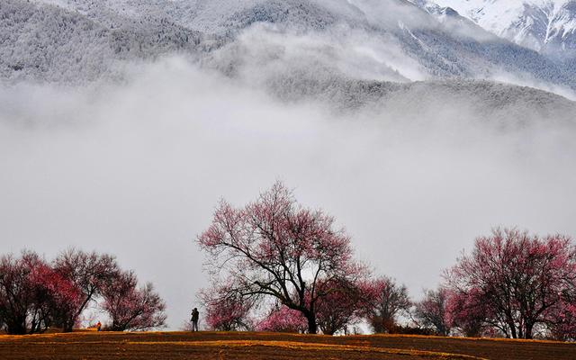 林芝赏桃花的几个地方_http://www.zhaochafa.com_信息发布_第1张