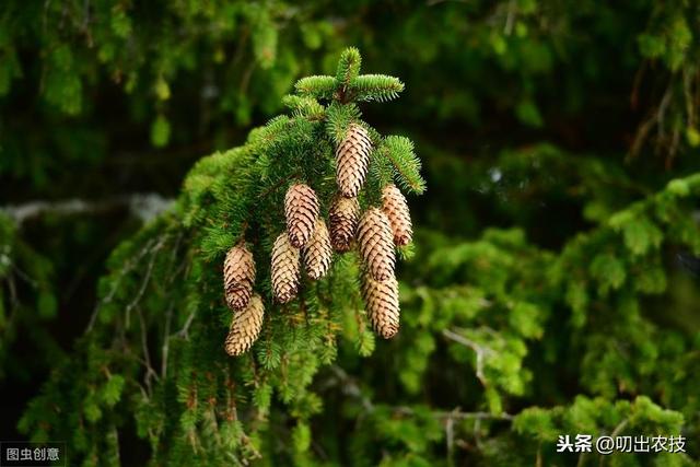 松树主要病虫害防治技术_http://www.zhaochafa.com_信息发布_第1张