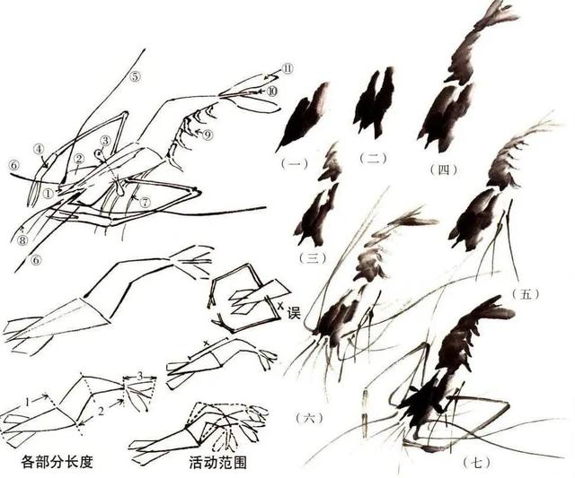 国画虾画法步骤_http://www.zhaochafa.com_信息发布_第1张