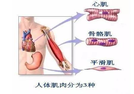 一周三练增肌训练方法_http://www.zhaochafa.com_信息发布_第1张