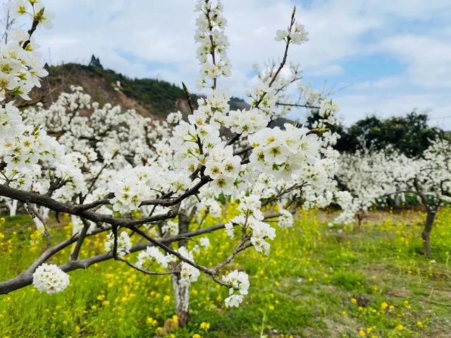 鲜花怒放只为等你一起欣赏_http://www.zhaochafa.com_信息发布_第1张