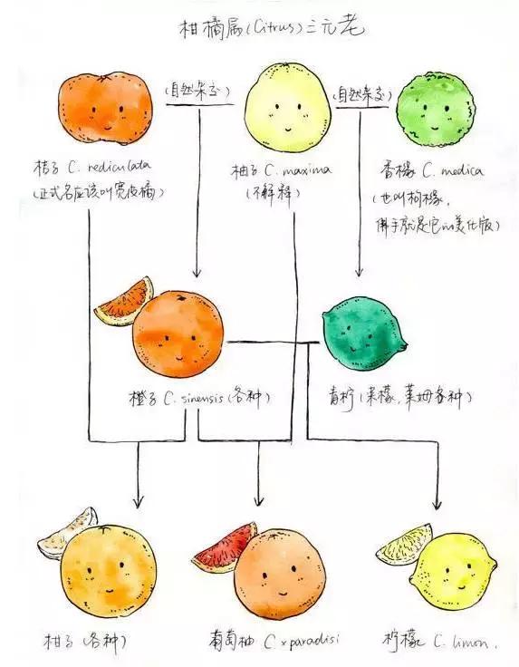 橙橘柑有啥区别_http://www.zhaochafa.com_信息发布_第1张