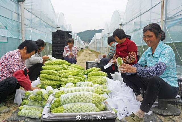 江西省赣州市于都县有什么特产_http://www.zhaochafa.com_信息发布_第1张