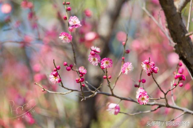 安徽铜陵旅游景点排名_http://www.zhaochafa.com_信息发布_第1张