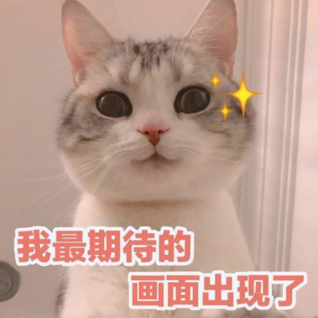 养猫注意事项这些一定要记住了_http://www.zhaochafa.com_信息发布_第1张