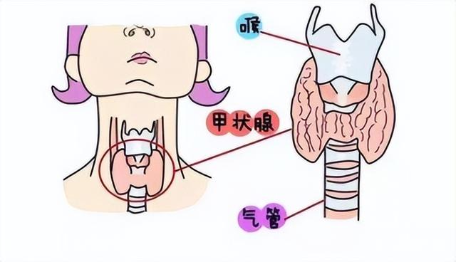 甲减的症状有哪些特征_http://www.zhaochafa.com_信息发布_第1张