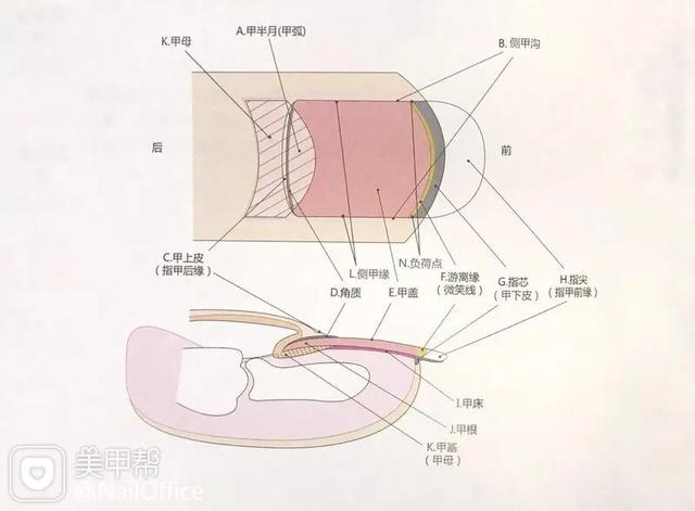 怎么样才能让指甲变得更光滑_http://www.zhaochafa.com_信息发布_第1张