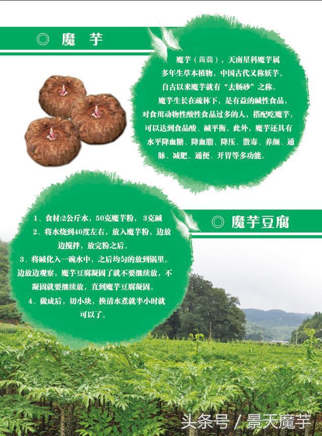 魔芋种植技术快来了解_http://www.zhaochafa.com_信息发布_第1张