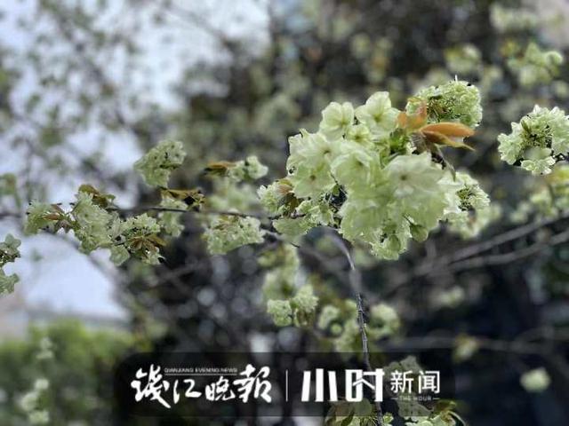 西湖绿色樱花_http://www.zhaochafa.com_信息发布_第1张