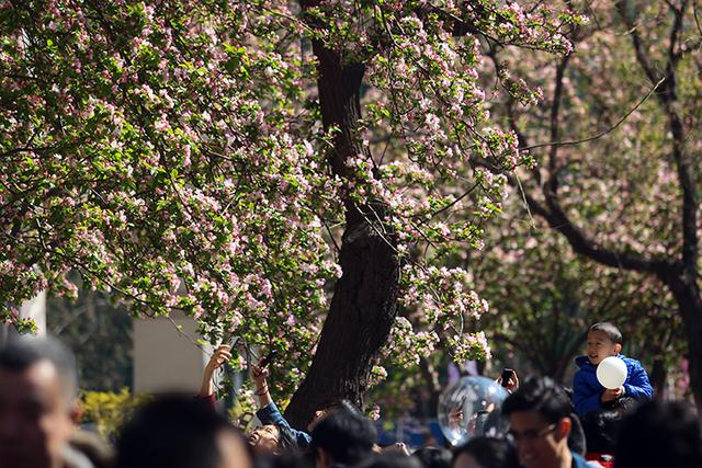 春赏海棠花海_http://www.zhaochafa.com_信息发布_第1张