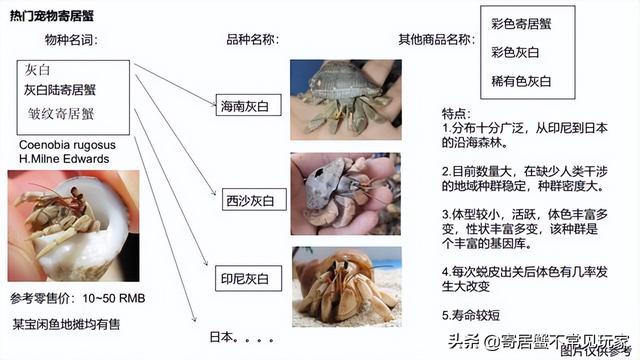 寄居蟹正确饲养方法_http://www.zhaochafa.com_信息发布_第1张