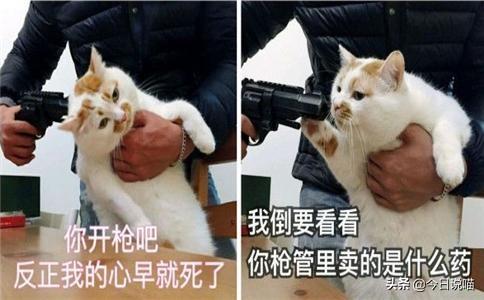 比较常见的宠物猫品种有哪些_http://www.zhaochafa.com_信息发布_第1张