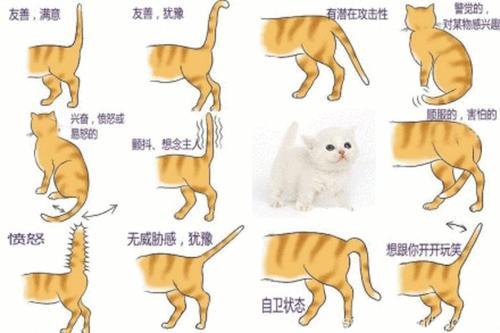 猫咪的尾巴很长说明什么_http://www.zhaochafa.com_信息发布_第1张