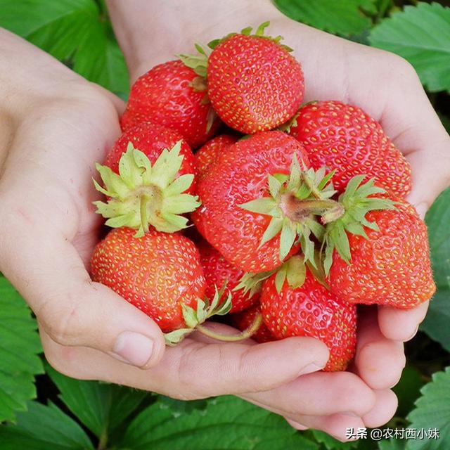 盆栽草莓的种植方法和时间_http://www.zhaochafa.com_信息发布_第1张