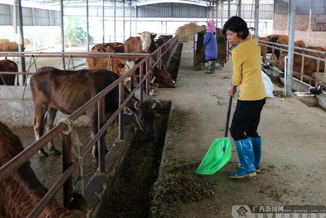 广西哪里有肉牛养殖_http://www.zhaochafa.com_信息发布_第1张