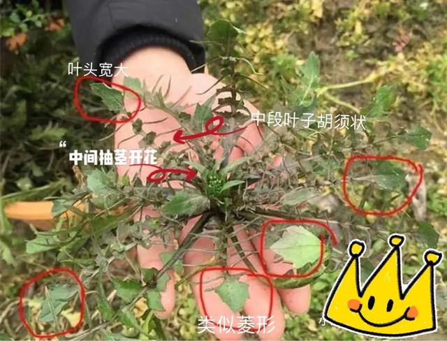 荠菜是什么样子的野菜_http://www.zhaochafa.com_信息发布_第1张