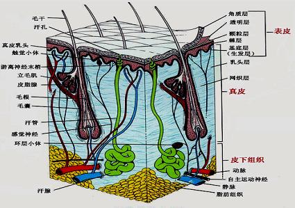 有几种门神_http://www.zhaochafa.com_信息发布_第1张