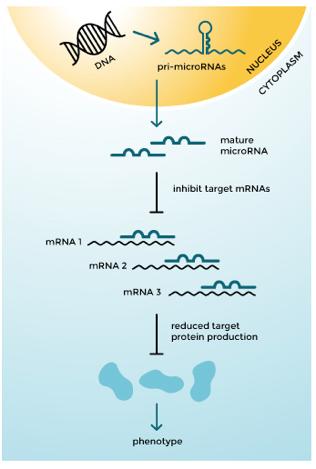 mirna指的是什么_http://www.zhaochafa.com_信息发布_第1张