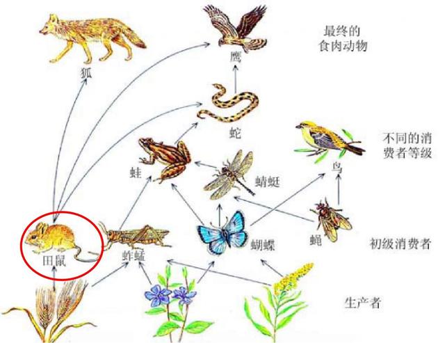 蝙蝠是老鼠演变过来的吗_http://www.zhaochafa.com_信息发布_第1张