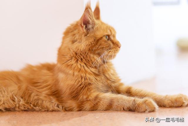 猫咪一年等于人的几年_http://www.zhaochafa.com_信息发布_第1张