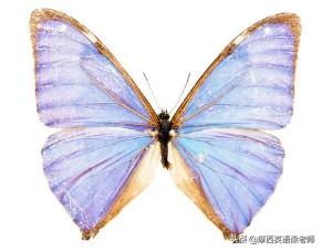 蝴蝶的英文名为什么叫butterfly_http://www.zhaochafa.com_信息发布_第1张