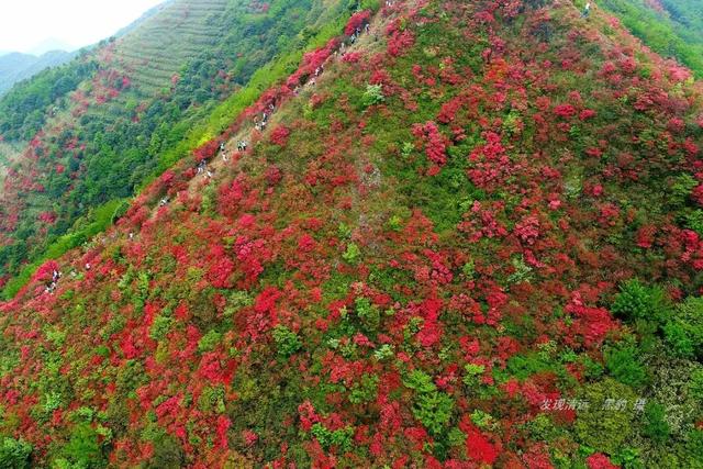 仙人洞映山红_http://www.zhaochafa.com_信息发布_第1张